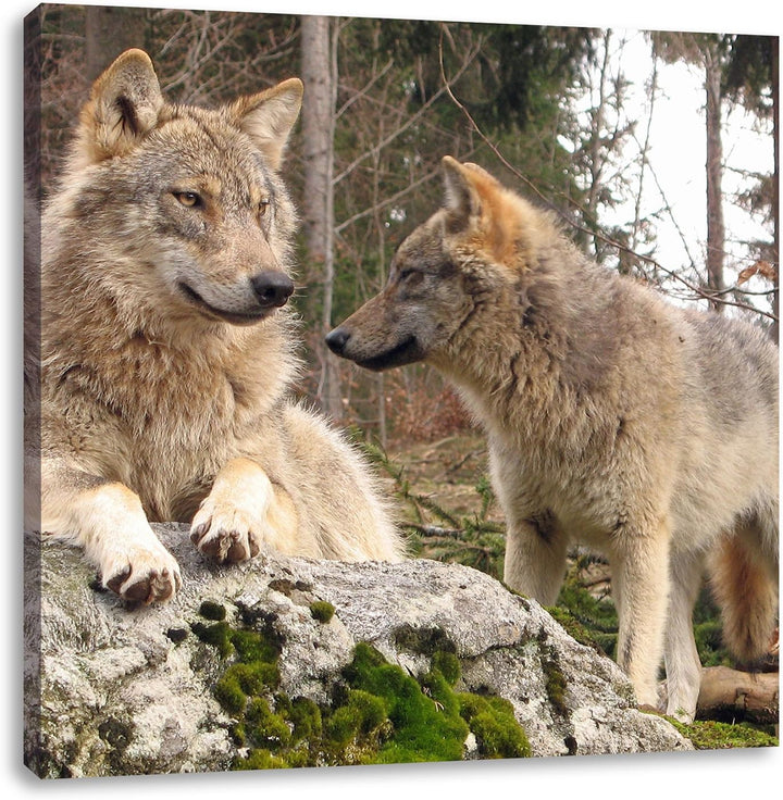 Pixxprint Wölfe im Wald, Format: 70x70 auf Leinwand, XXL riesige Bilder fertig gerahmt mit Keilrahme