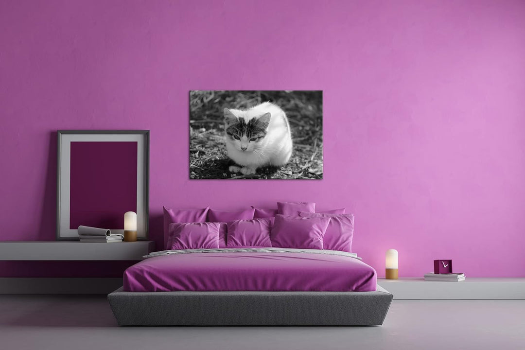 deyoli niedliches Kätzchen Effekt: Schwarz&Weiss Format: 80x60 als Leinwandbild, Motiv fertig gerahm