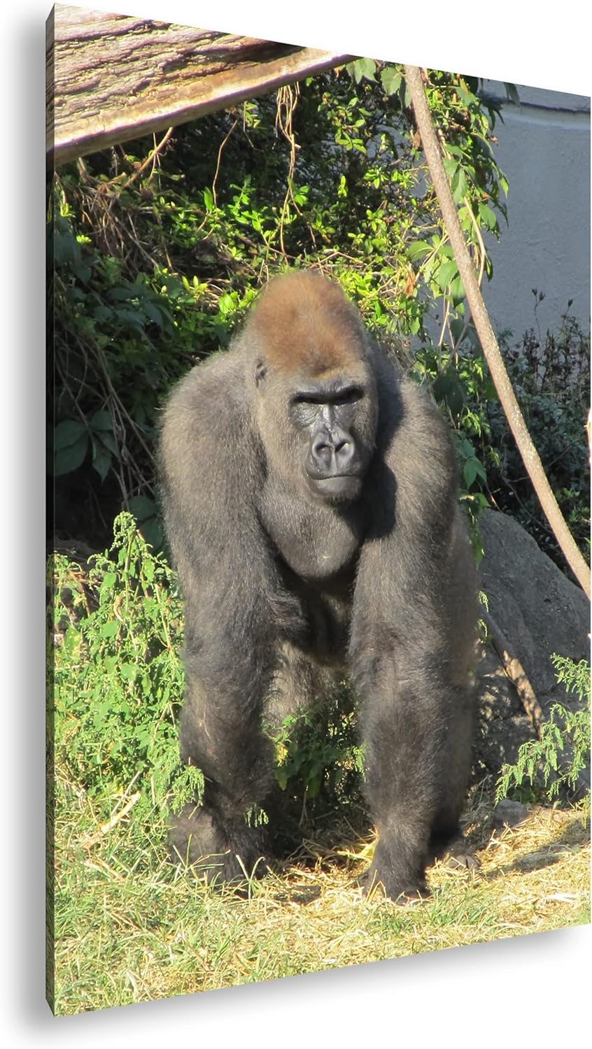 deyoli stolzer Gorilla Format: 80x60 als Leinwand, Motiv fertig gerahmt auf Echtholzrahmen, Hochwert