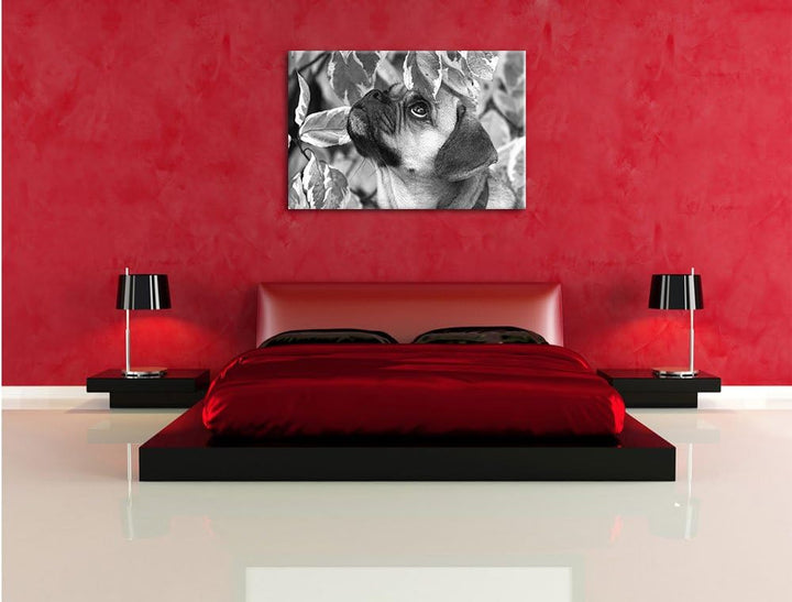 Pixxprint zwischen Blättern Mops als Leinwandbild/Grösse: 100x70 / Wandbild/Kunstdruck/fertig bespan