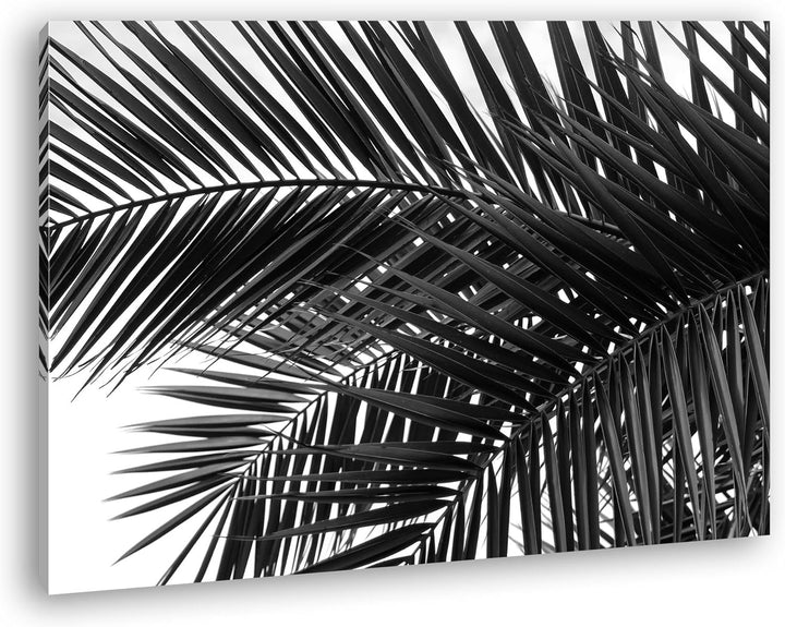 deyoli Palmen Blätter Format: 80x60 Effekt: Schwarz/Weiss als Leinwandbild Motiv fertig gerahmt auf