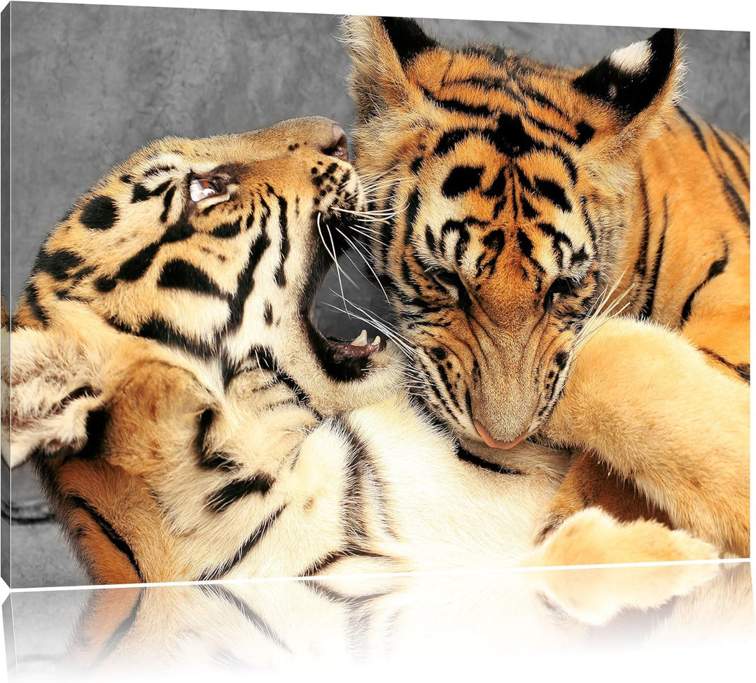 Pixxprint Zwei Junge Tiger beim Kämpfen als Leinwandbild/Grösse: 100x70 cm/Wandbild/Kunstdruck/ferti
