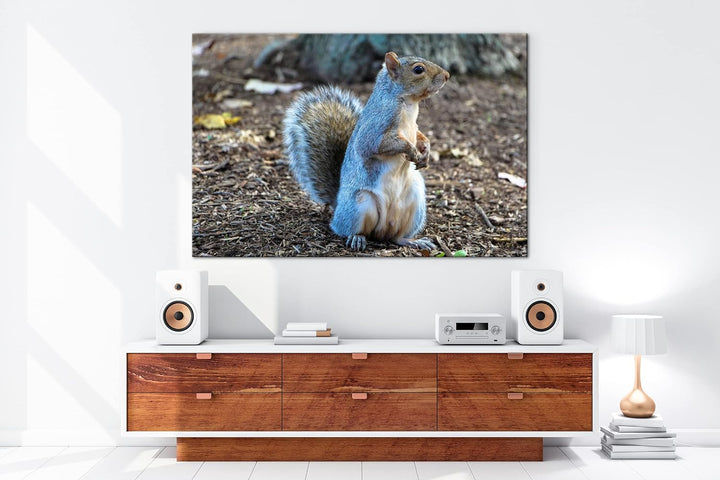 deyoli niedliches Eichhörnchen im Park Format: 100x70 als Leinwandbild, Motiv fertig gerahmt auf Ech