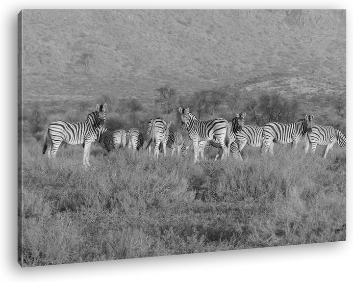 deyoli kleine Zebra Gruppe in der Savanne Effekt: Schwarz/Weiss Format: 80x60 als Leinwand, Motiv fe