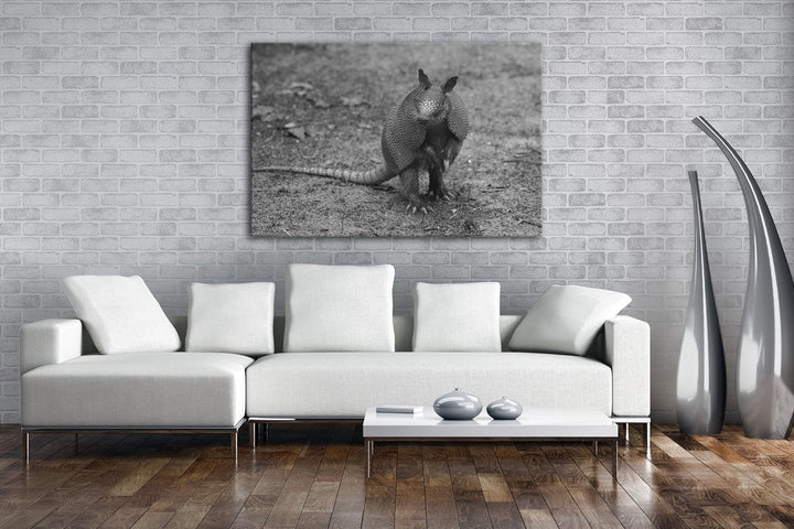 deyoli niedliches Gürteltier auf den Hinterbeinen Effekt: Schwarz/Weiss Format: 80x60 als Leinwand,