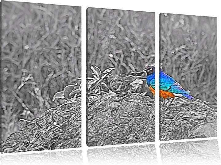 prächtige Dreifarben-Glanzstare auf einem Stein schwarz/weiss Spezial 3-Teiler Leinwandbild 120x80 B