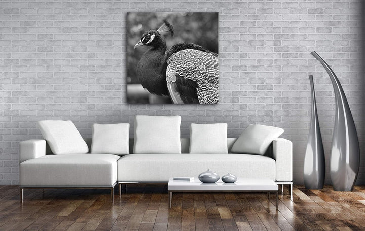 deyoli stolzer Pfau Format: 70x70 Effekt: Schwarz&Weiss als Leinwandbild, Motiv fertig gerahmt auf E