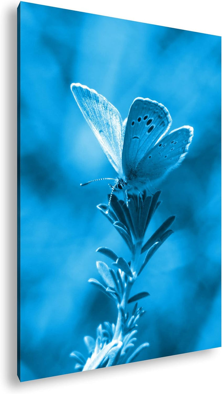 deyoli Polyommatus Icarus Blauer Schmetterling Format: 80x60 Effekt: Monocrome Blau als Leinwandbild