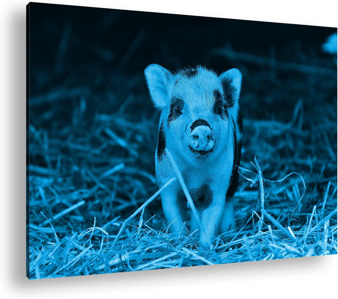 deyoli niedliches Ferkel Format 80x60 Effekt: Monocrome Blau als Leinwandbild, Motiv fertig gerahmt