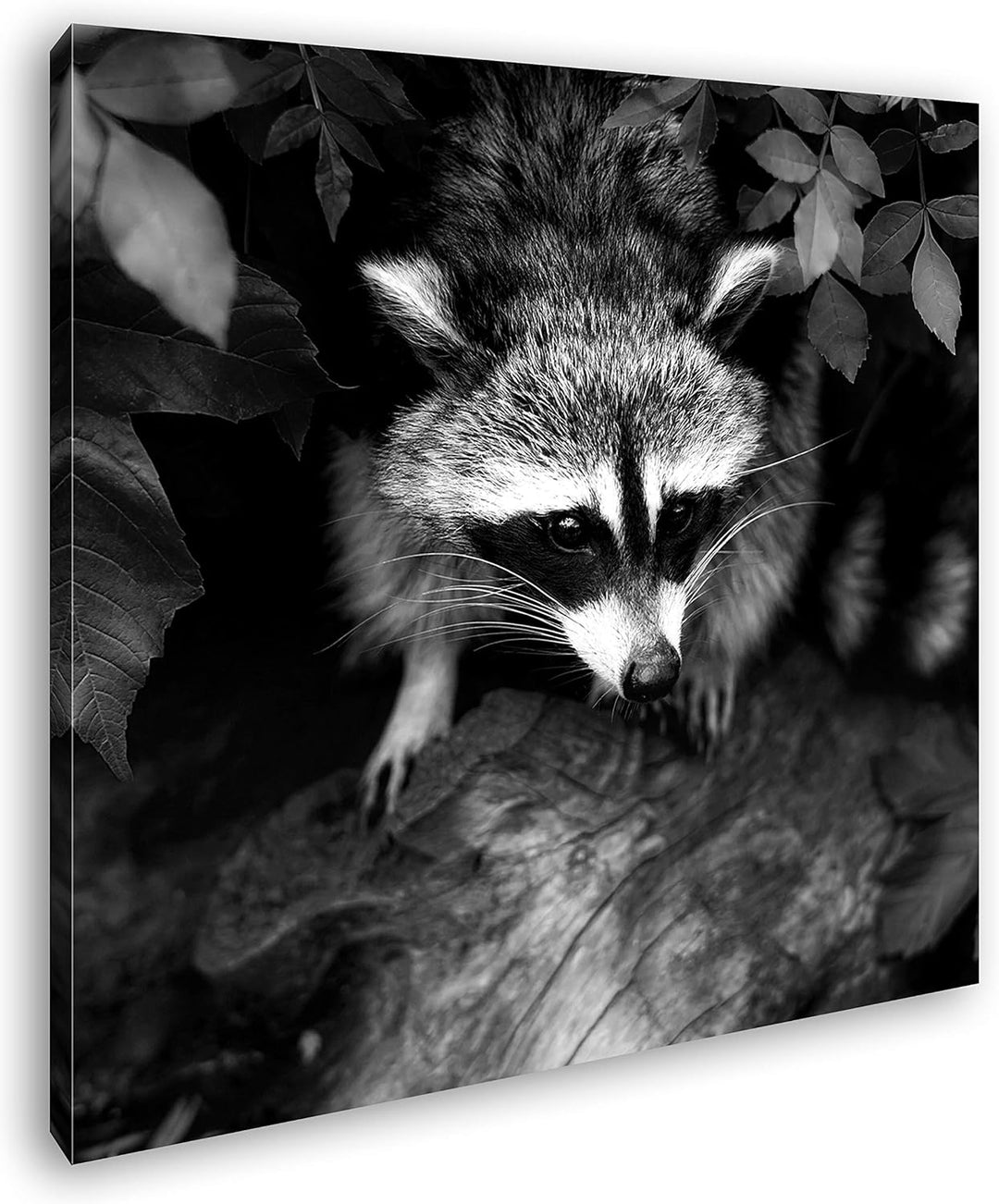 deyoli Kleiner süsser Waschbär Format: 70x70 Effekt: Schwarz&Weiss als Leinwandbild, Motiv fertig ge
