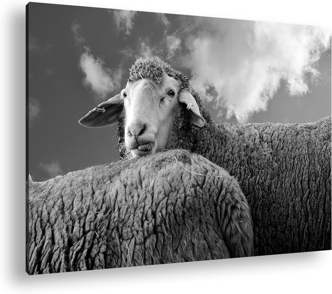 deyoli lustiges Schaf Format:90x60 cm als Leinwandbild, Motiv fertig gerahmt auf Echtholzrahmen, Hoc