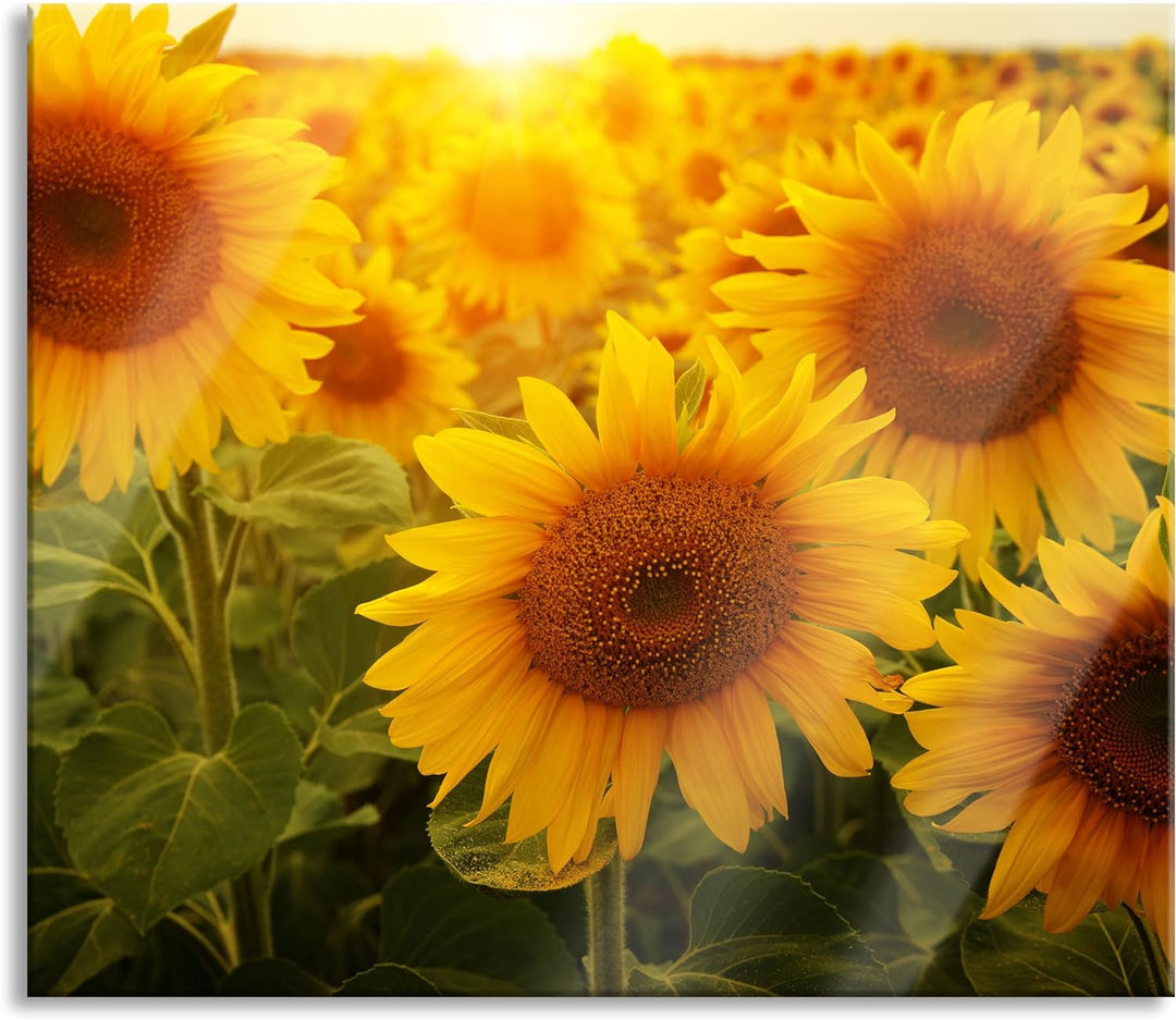 Sonnenblumen auf dem Feld Herdabdeckplatte & Spritzschutz aus Echtglas | Für Herd-Kochfelder | 60x52