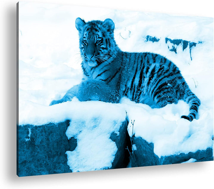 deyoli ruhig liegender Tiger im Schnee Format 80x60 Effekt: Monocrome Blau als Leinwandbild, Motiv f