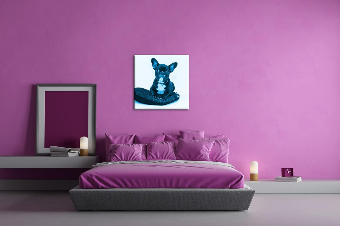deyoli putzige Bulldogge mit einem Rotem Kissen Format: 60x60 Effekt: Monocrome Blau als Leinwandbil