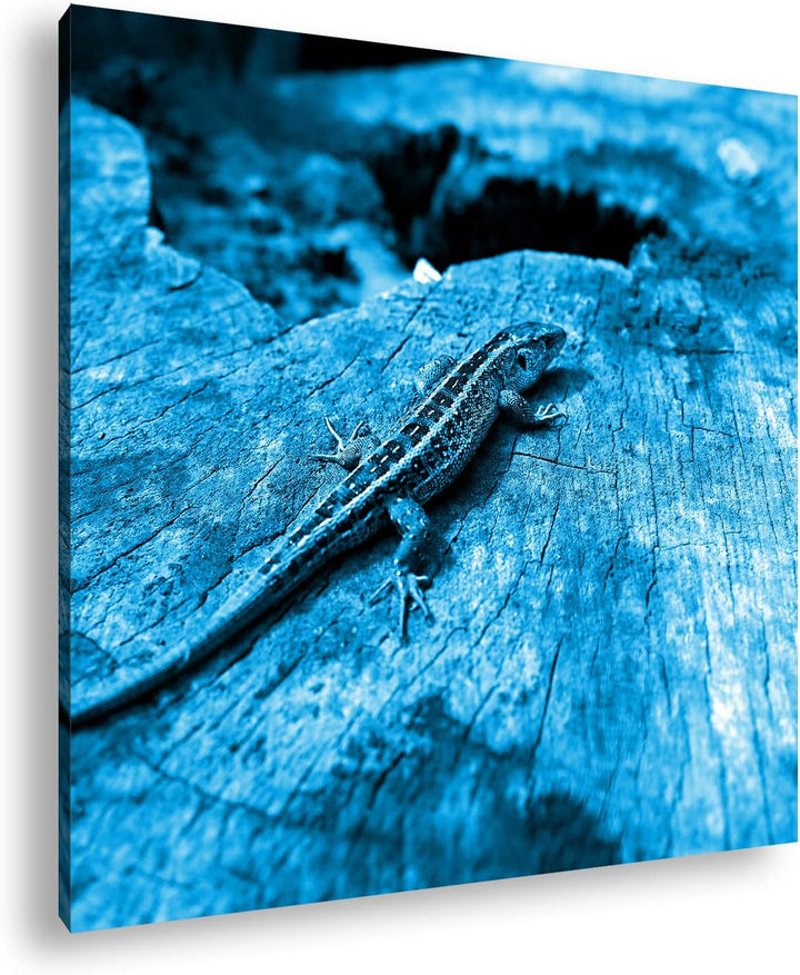 deyoli winzige Eidechse auf einem Baumstamm Format: 60x60 Effekt: Monocrome Blau als Leinwandbild, M