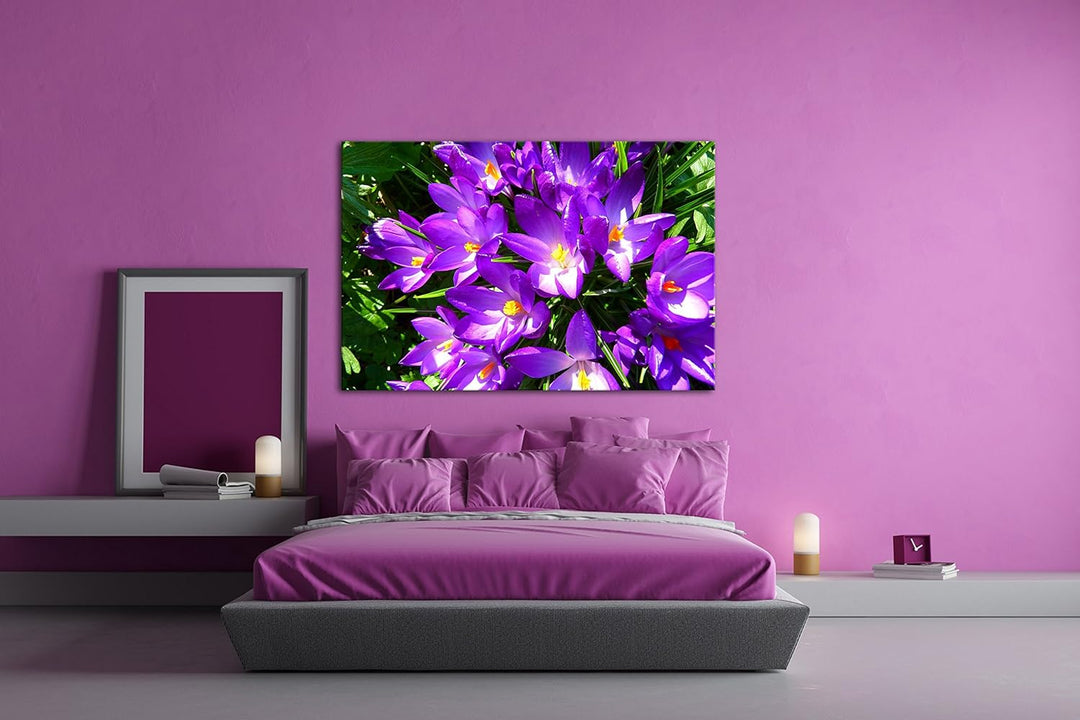 deyoli malerische Krokusse im Frühling Format: 80x60 als Leinwandbild, Motiv fertig gerahmt auf Echt