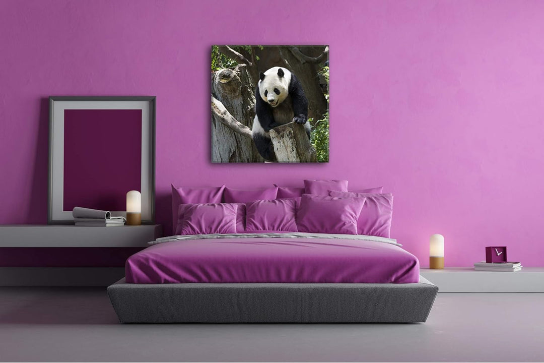 deyoli knuffiger Panda Format: 70x70 als Leinwandbild, Motiv fertig gerahmt auf Echtholzrahmen, Hoch