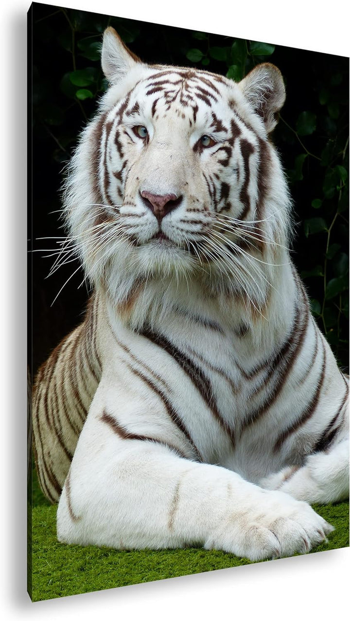 deyoli majestätischer Tiger im Format: 80x60 als Leinwandbild, Motiv fertig gerahmt auf Echtholzrahm