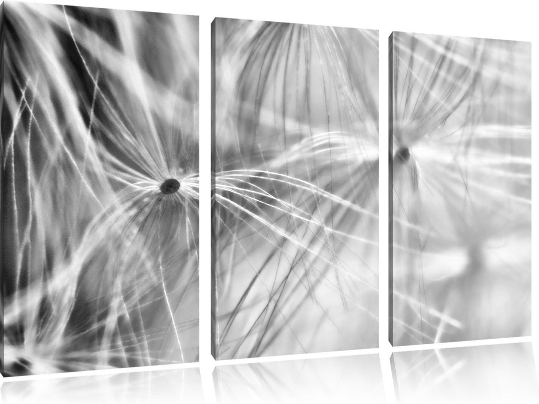 Pixxprint zarte Pusteblumenpollen als Leinwandbild/Grösse: 3 Teilig (120x80) cm/Wandbild/Kunstdruck/