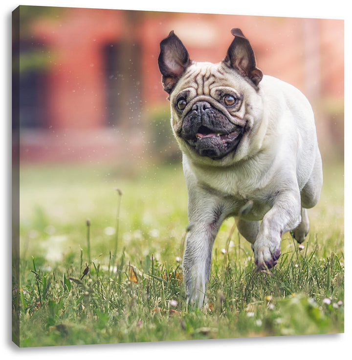 Pixxprint Rennender Mops, Format: 70x70 auf Leinwand, XXL riesige Bilder fertig gerahmt mit Keilrahm