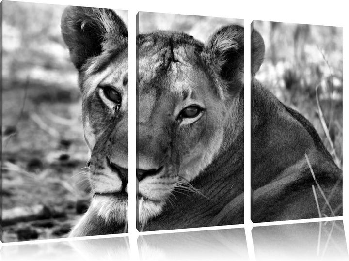 Pixxprint schöne Löwin im Wildgras als Leinwandbild/Grösse: 3 Teilig (120x80) cm/Wandbild/Kunstdruck