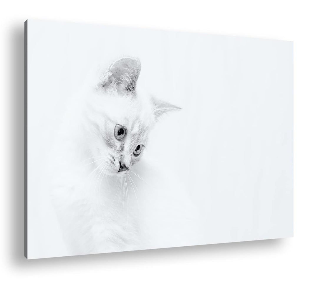 deyoli schneeweisses Kätzchen Format: 80x60 als Leinwandbild, Motiv fertig gerahmt auf Echtholzrahme