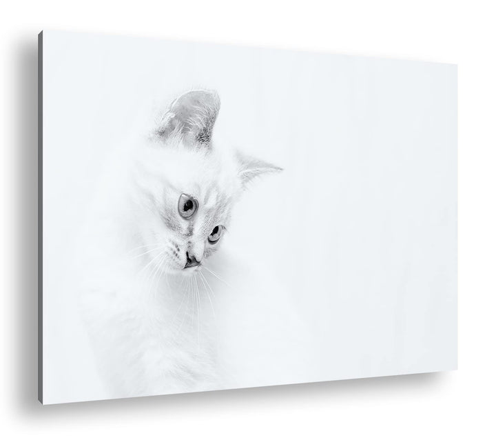 deyoli schneeweisses Kätzchen Format: 80x60 als Leinwandbild, Motiv fertig gerahmt auf Echtholzrahme