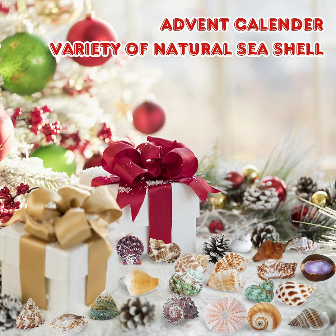 Aitsite Adventskalender 2025 Muscheln, 24 Tage natürliche MuschelnbAdventskalender, Muschel Sammlung