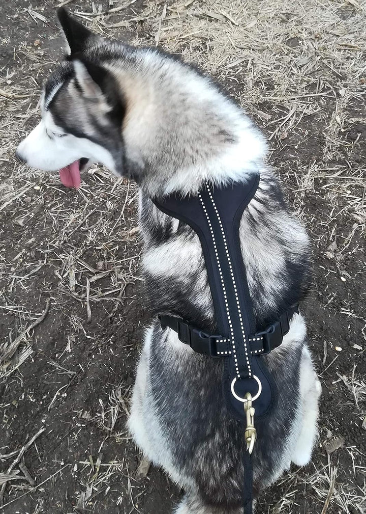 Northern Howl Canicross Hunde Zuggeschirr in Blau mit Reflektoren XS, XS