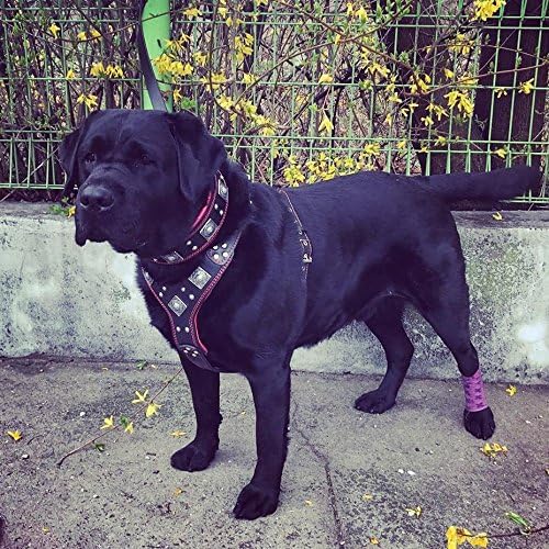 Bestia |EROS| Leder Brustgeschirr für grosse Hunde. Bis 145 cm Brustumfang. 100% Leder. Handgefertig