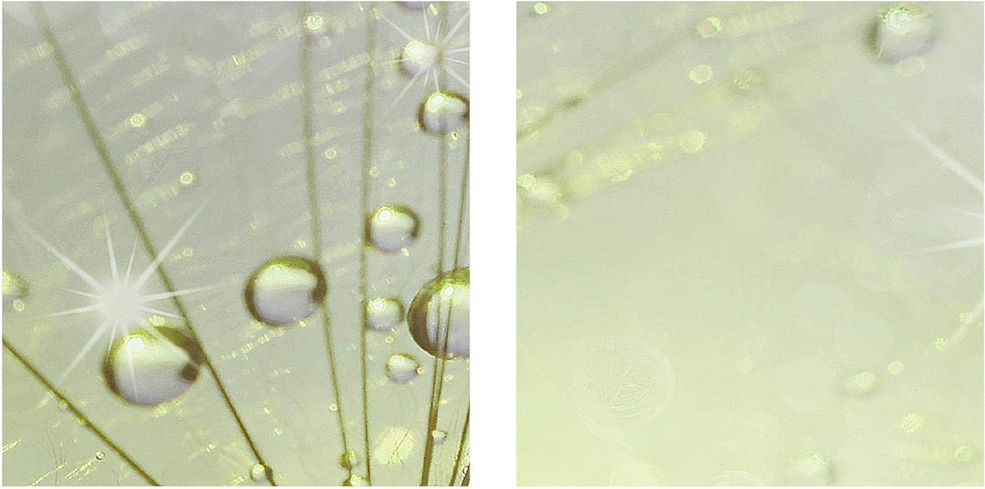 Runa Art Bild Pusteblume Wandbilder auf Vlies Leinwand 5 Teilig Wanddekoration Wohnzimmer Schlafzimm