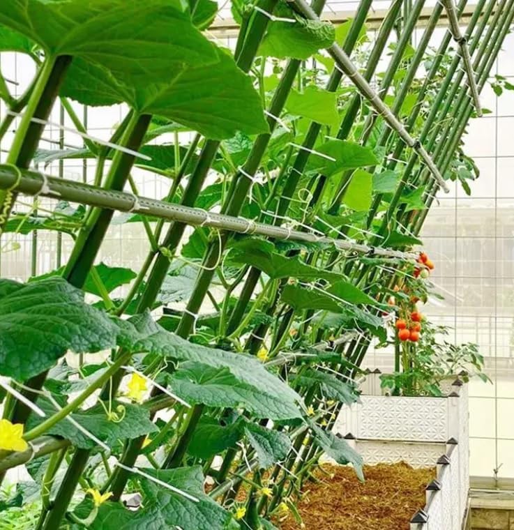 Dixiestore Pflanzstäbe Pflanzenstütze, Rankhilfe für Tomaten, Gurken, Blumen Kletterhilfe für Garten