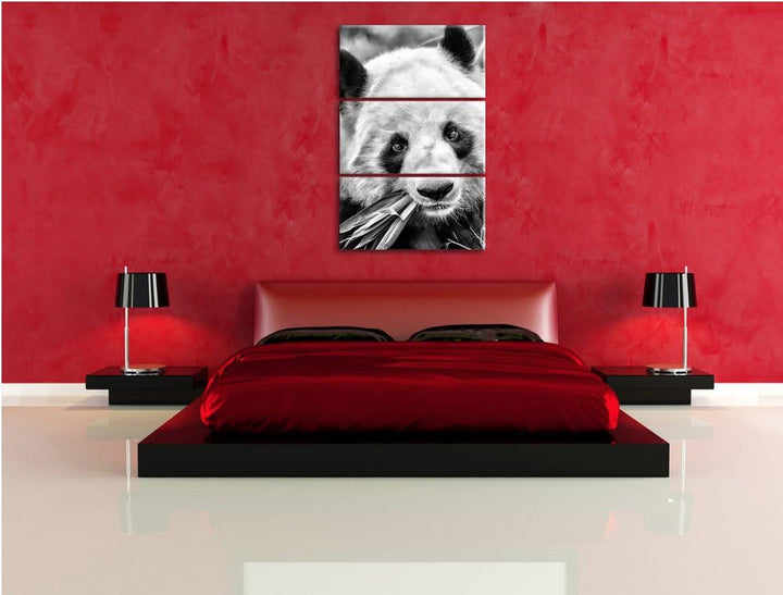 Pixxprint Pandabär frisst Bambus als Leinwandbild/Grösse: 3 Teilig (120x80) / Wandbild/Kunstdruck/fe