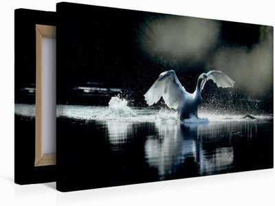 Premium Textil-Leinwand 45 x 30 cm Quer-Format Ein Bild SWANS Kalender. weiss Eleganz | Wandbild, HD