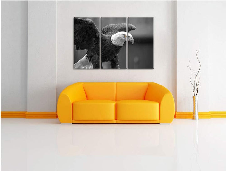 schöner Weisskopseeadler schwarz/weiss 3-Teiler Leinwandbild 120x80 Bild auf Leinwand, XXL riesige B