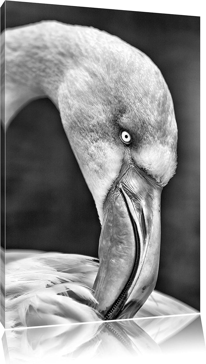 Pixxprint Flamingo beim Putzen als Leinwandbild/Grösse: 100x70 cm/Wandbild/Kunstdruck/fertig bespann