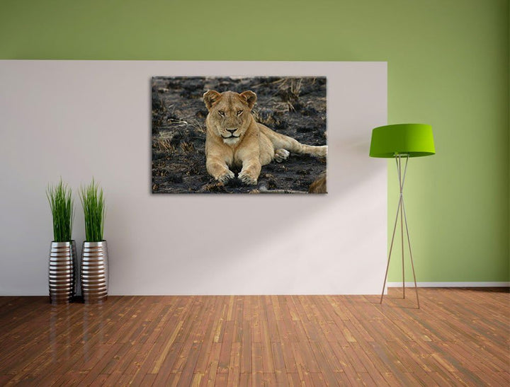 Löwin ruht auf Boden Leinwand, XXL riesige Bilder fertig gerahmt mit Keilrahmen, Kunstdruck auf Wand