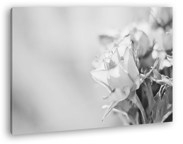 schöne Rosen in der Natur Effekt: Schwarz/Weiss im Format: 80x60 als Leinwandbild, Motiv fertig gera