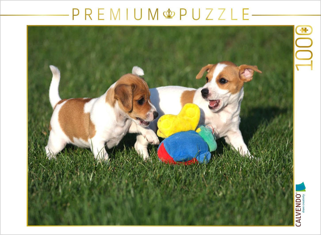 CALVENDO Puzzle Jack Russel Welpen 1000 Teile Lege-Grösse 64 x 48 cm Foto-Puzzle Bild von Berit Seib