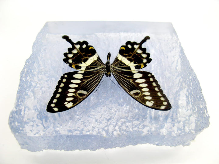 Echter, sorgfältig präparierten Schmetterling in Kunstharz gegossen. Dekorativ und selten. Bewahren