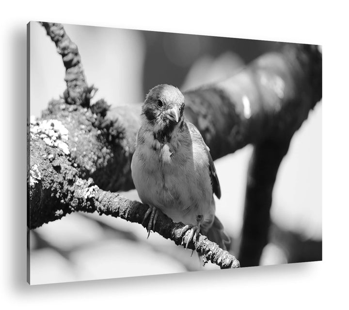 deyoli neugieriger Vogel Format: 80x60 Effekt: Schwarz&Weiss als Leinwandbild, Motiv fertig gerahmt