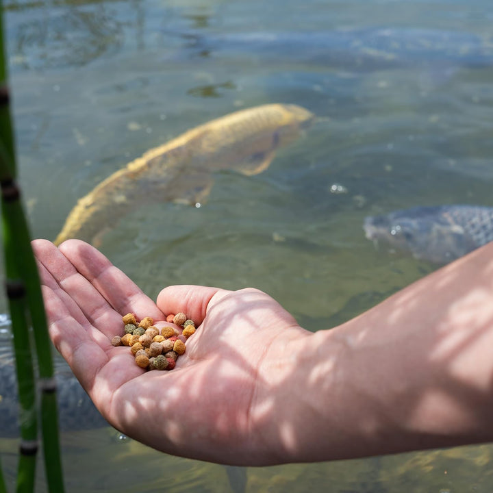 AquaForte Hochwertiges Basis Fischfutter, 15 kg (± 40 Liter), Medium Pellets (6