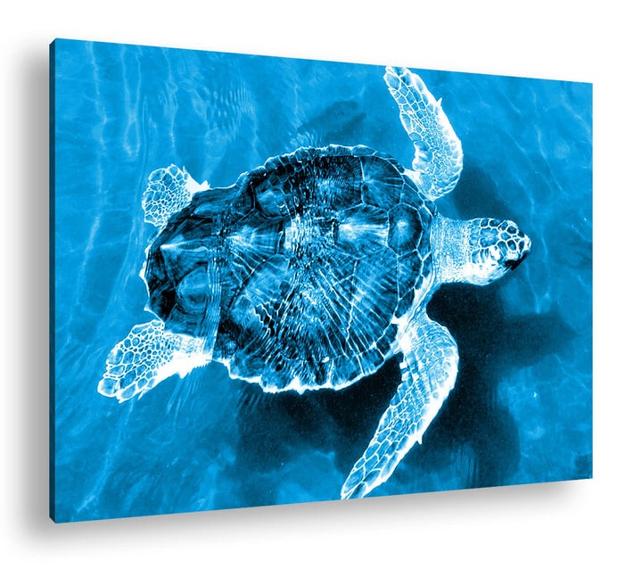 deyoli liebenswerte Schildkröte Format 80x60 Effekt: Monocrome Blau als Leinwandbild, Motiv fertig g