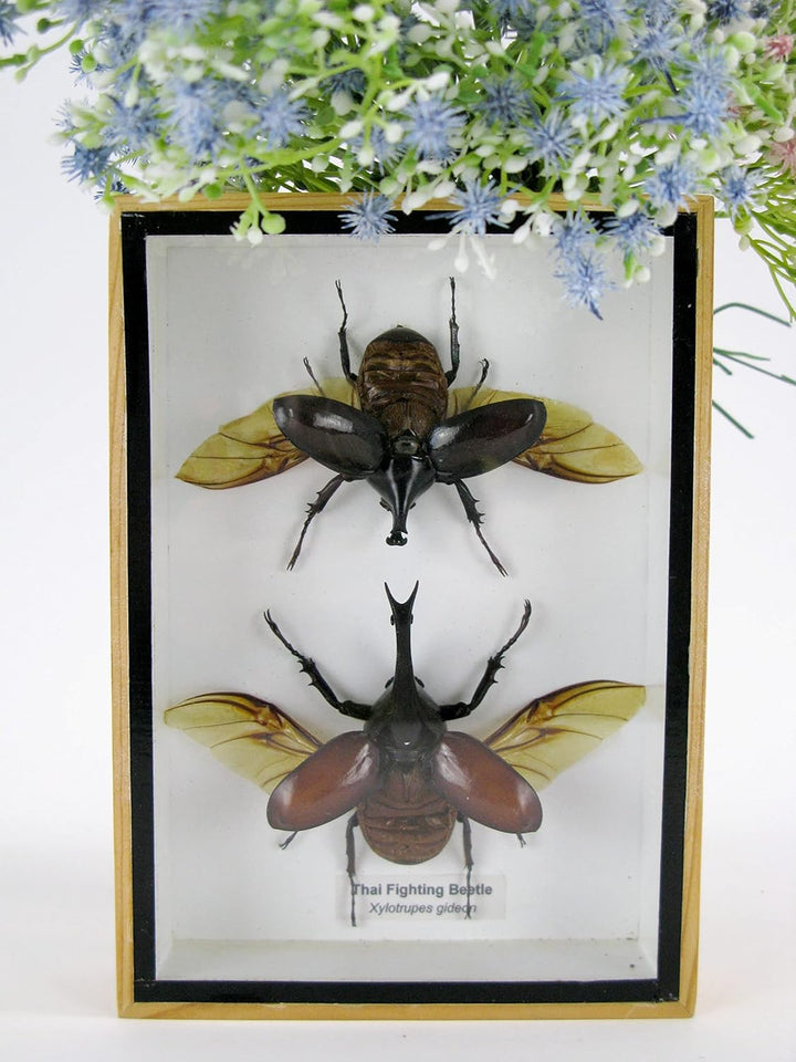 Echte präparierte und riesige Insekten, Cicaden und Krabbler im Schaukasten aus Holz hinter Glas (2