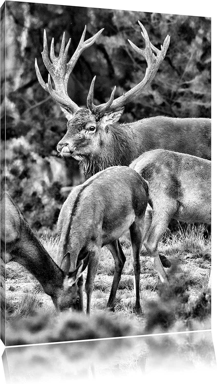 Pixxprint Hirschfamilie auf Waldlichtung als Leinwandbild/Grösse: 100x70 cm/Wandbild/Kunstdruck/fert