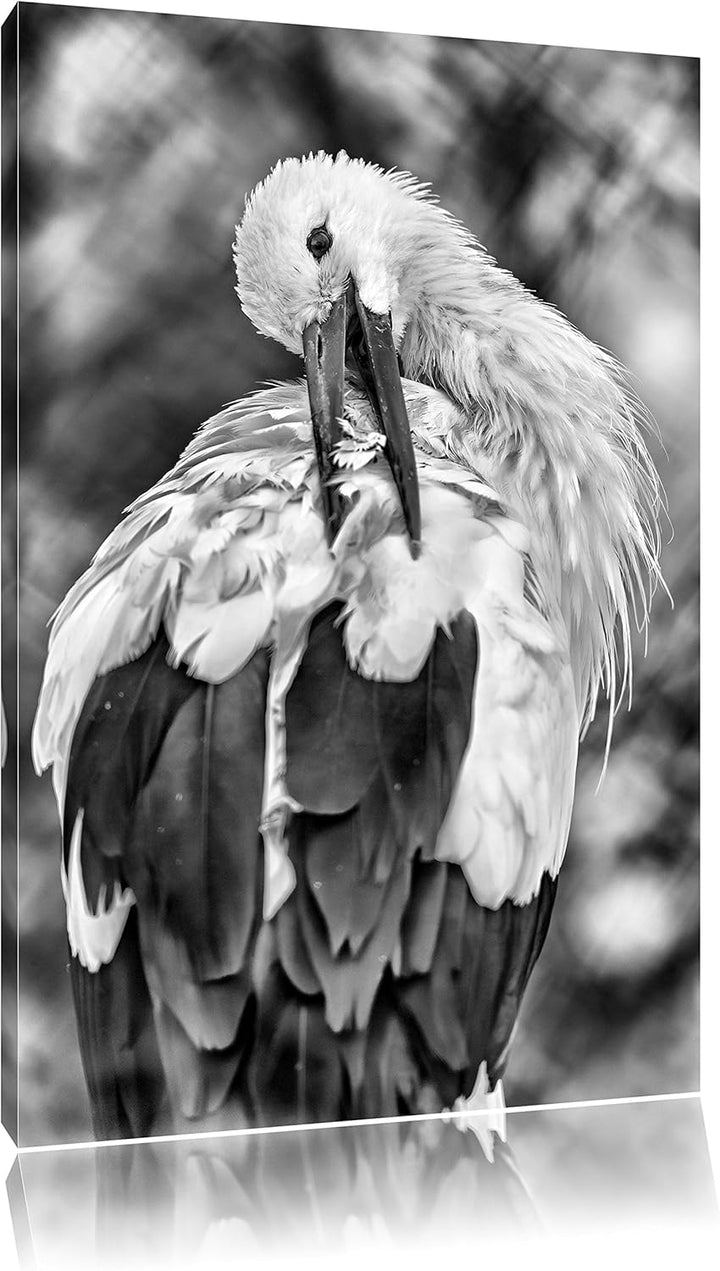 Pixxprint Storch putzt Sich als Leinwandbild/Grösse: 100x70 / Wandbild/Kunstdruck/fertig bespannt, 1