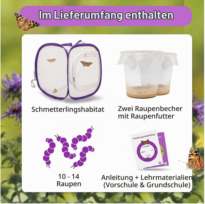 Schmetterlingszucht-Set für Kinder/Erwachsene | Ideal für zuhause | Heimische Schmetterling züchten