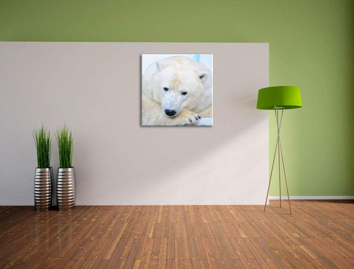 Nachdenklicher Eisbär, Format: 70x70 auf Leinwand, XXL riesige Bilder fertig gerahmt mit Keilrahmen,