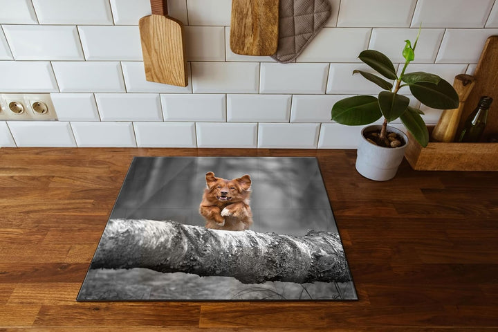 Hund springt über Baumstamm im Wald B&W Detail Herdabdeckplatte & Spritzschutz aus Echtglas | Für He