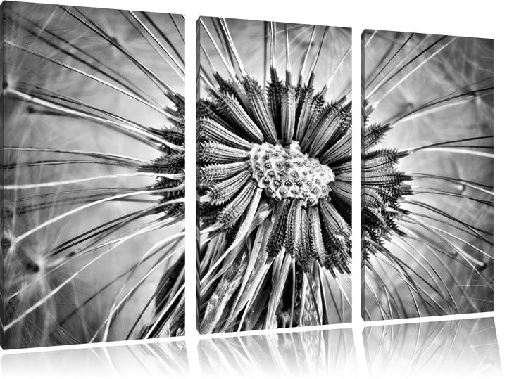Pixxprint Vertrocknete Pusteblume als Leinwandbild/Grösse: 3 Teilig (120x80) cm/Wandbild/Kunstdruck/